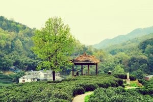 怎样选购狮峰龙井茶