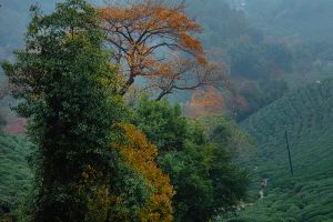 杭州经典登山路线——上天竺、石人亭
